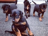 Safkan a kalite dişi erkek doberman yavrular