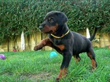 Safkan A Kalite Dişi Erkek Doberman Yavrular