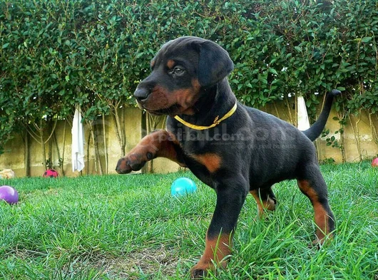 Safkan A Kalite Dişi Erkek Doberman Yavrular görsel
