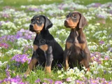 Safkan A Kalite Dişi Erkek Doberman Yavrular