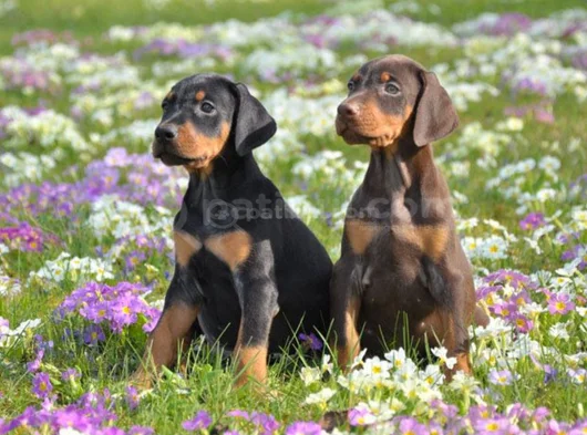 Safkan A Kalite Dişi Erkek Doberman Yavrular görsel