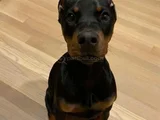 Safkan A Kalite Dişi Erkek Doberman Yavrular