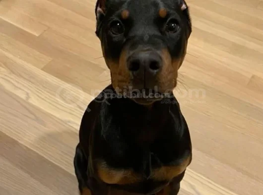 Safkan A Kalite Dişi Erkek Doberman Yavrular görsel