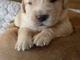 Dişi Erkek Golden Retriever Yavrularımız