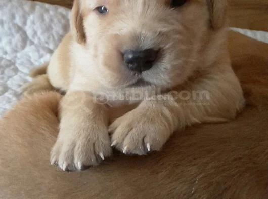 Dişi Erkek Golden Retriever Yavrularımız görsel