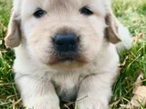 Dişi Erkek Golden Retriever Yavrularımız