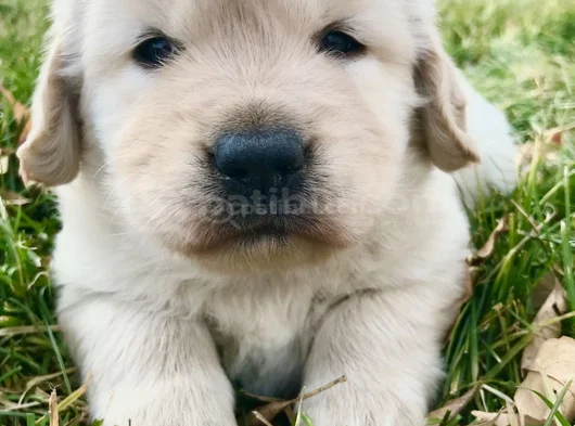 Dişi Erkek Golden Retriever Yavrularımız görsel