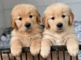 Dişi erkek golden retriever yavrularımız