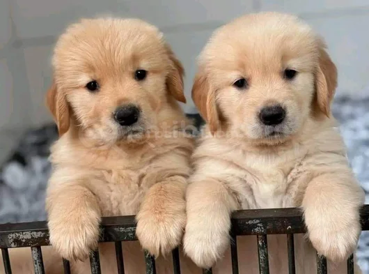Dişi erkek golden retriever yavrularımız