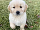 Dişi Erkek Golden Retriever Yavrularımız