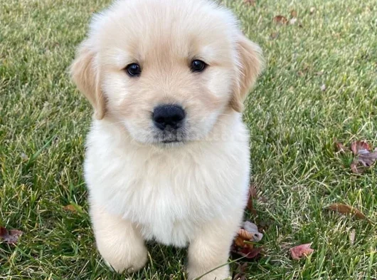 Dişi Erkek Golden Retriever Yavrularımız görsel