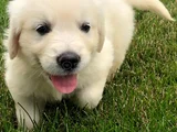 Dişi Erkek Golden Retriever Yavrularımız