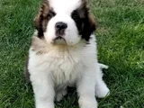 Safkan Saint Bernard Dişi Erkek Yavrularımız