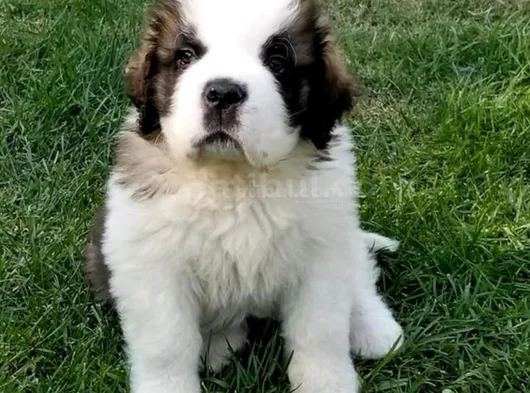 Safkan Saint Bernard Dişi Erkek Yavrularımız görsel
