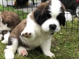 Safkan Saint Bernard Dişi Erkek Yavrularımız