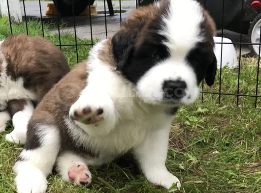 Safkan Saint Bernard Dişi Erkek Yavrularımız görsel