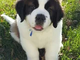 Safkan Saint Bernard Dişi Erkek Yavrularımız
