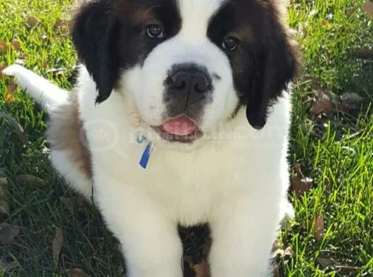 Safkan Saint Bernard Dişi Erkek Yavrularımız görsel