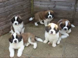 Safkan Saint Bernard Dişi Erkek Yavrularımız