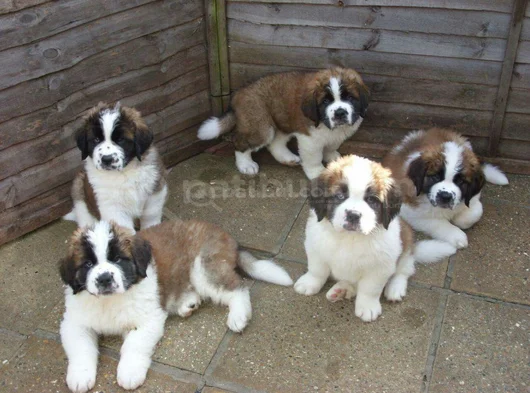 Safkan Saint Bernard Dişi Erkek Yavrularımız görsel