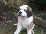 Safkan saint bernard dişi erkek yavrularımız