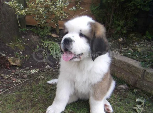 Safkan Saint Bernard Dişi Erkek Yavrularımız