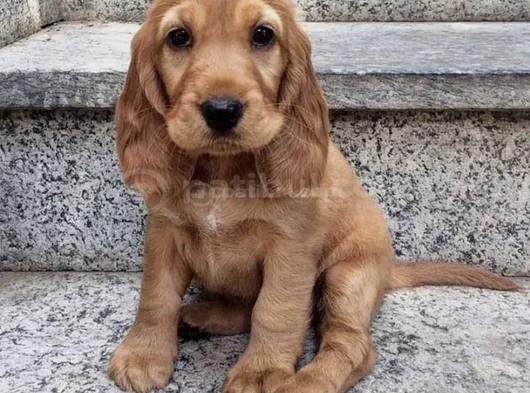 Dişi Erkek Cocker Yavrularımız görsel