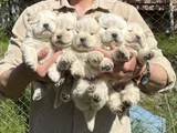 Ayı surat chow chow yavrular