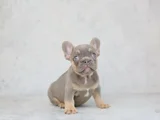 Mükemmel kalitede french bulldog