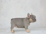 Mükemmel Kalitede French Bulldog