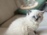 Safkan Top Kafa Ayi Surat Bluepoi̇nt Yavrular