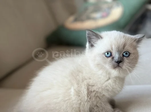 Safkan Top Kafa Ayi Surat Bluepoi̇nt Yavrular görsel
