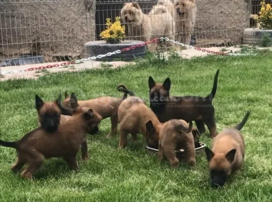 Safkan Mali̇nos Yavrulari