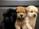 Evi̇ni̇zi̇n Neşesi̇ Chow Chow