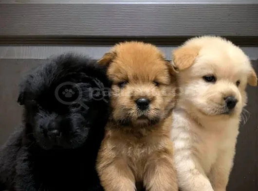Evi̇ni̇zi̇n Neşesi̇ Chow Chow görsel