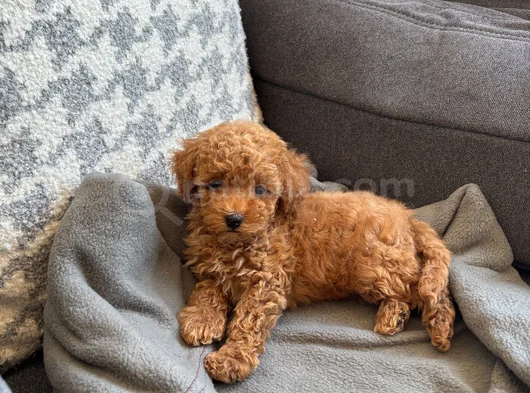 Ki̇lo Ve Irk Garanti̇li̇ Toy Poodle Yavrular
