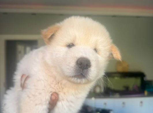 Tatlı Chow Chowlar görsel
