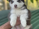 Husky Sibirya Kurdu Yavrular Için Geç Kalmayın