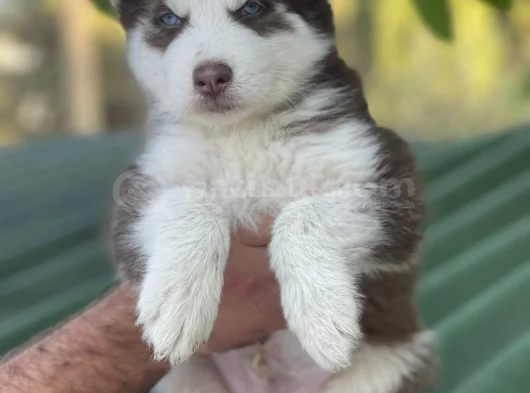 Husky Sibirya Kurdu Yavrular Için Geç Kalmayın görsel