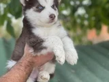 Husky Sibirya Kurdu Yavrular Için Geç Kalmayın
