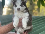 Husky Sibirya kurdu yavrular için geç kalmayın