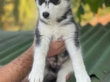 Husky Sibirya Kurdu Yavrular Için Geç Kalmayın