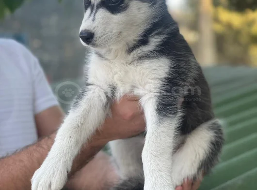 Husky Sibirya Kurdu Yavrular Için Geç Kalmayın görsel