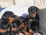 Kaliteli doberman yavrular