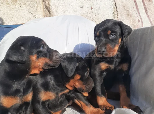 Kaliteli Doberman Yavrular