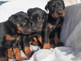 Kaliteli Doberman Yavrular