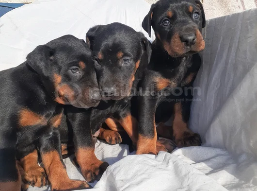 Kaliteli Doberman Yavrular görsel