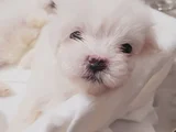Mini boy maltese