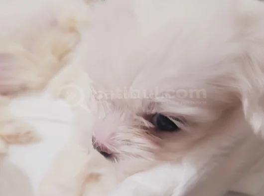 Mini Boy Maltese görsel