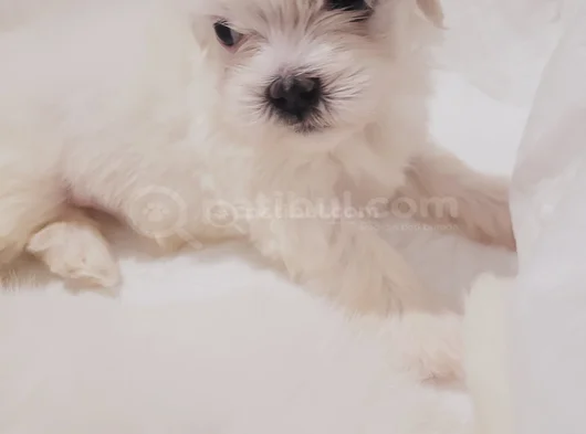Mini Boy Maltese görsel